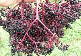 Elderberry fruit